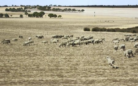 Australia Push for Carbon Neutrality: Whats Next?